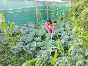 Vegetable Farming